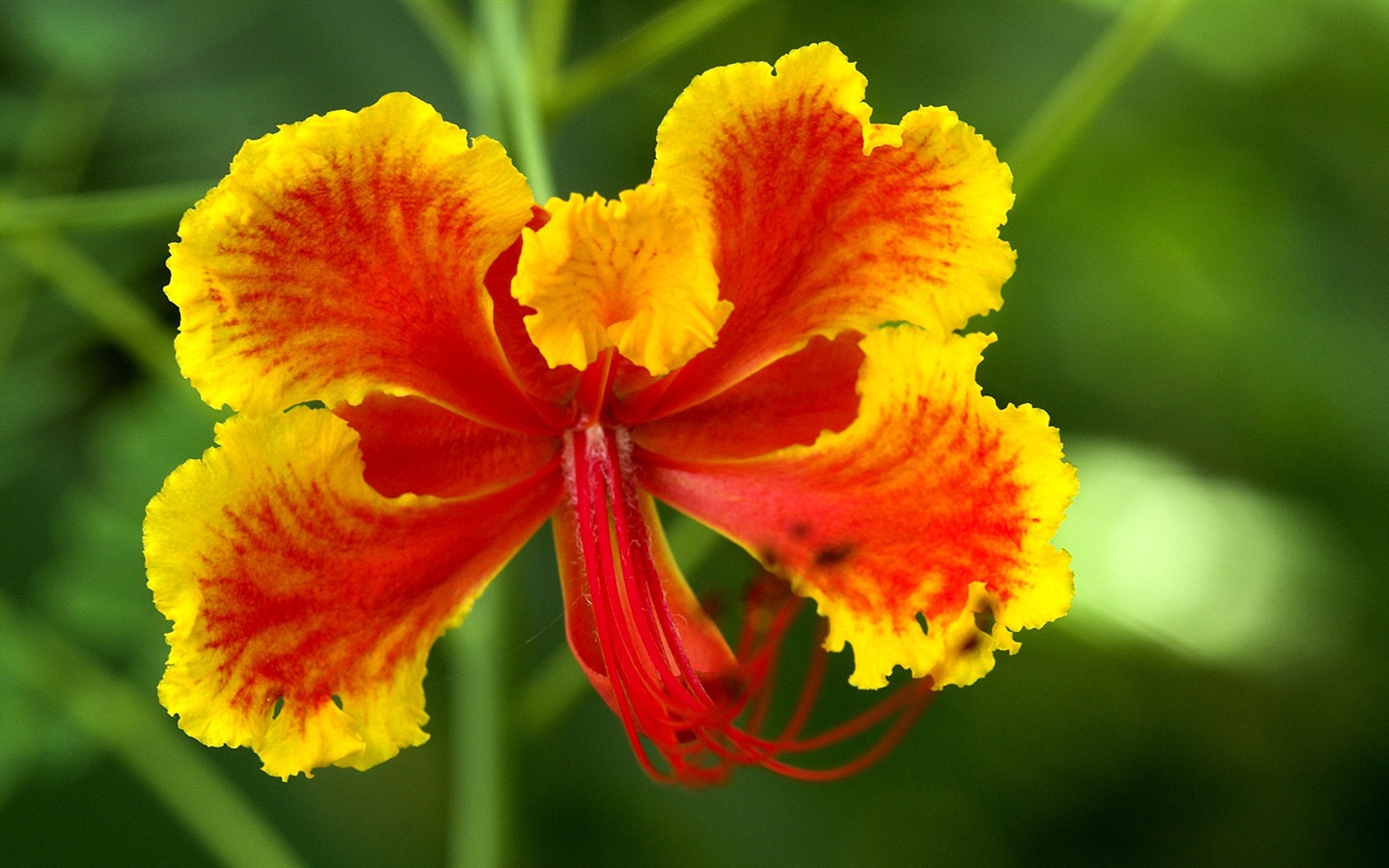 fleurs fond d'écran Widescreen close-up (14) #12 - 1440x900