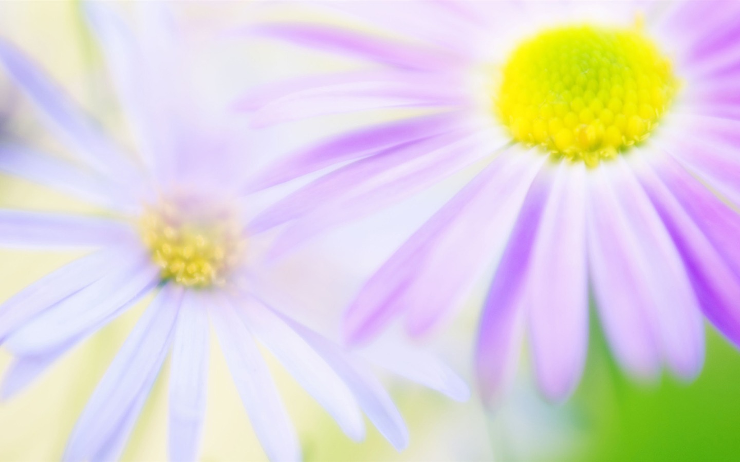fleurs fond d'écran Widescreen close-up (14) #15 - 1440x900