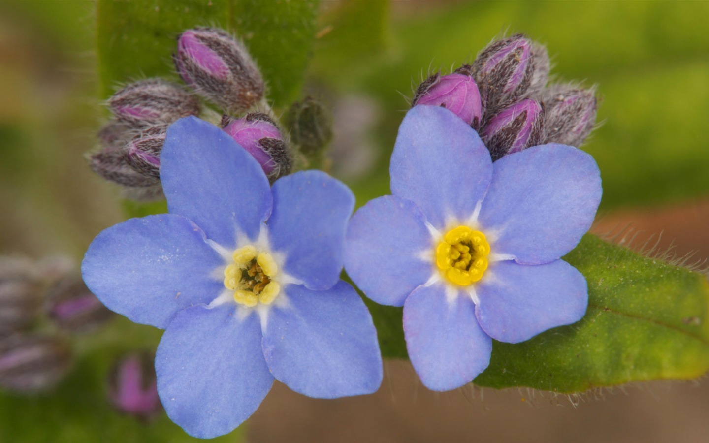 fleurs fond d'écran Widescreen close-up (14) #17 - 1440x900