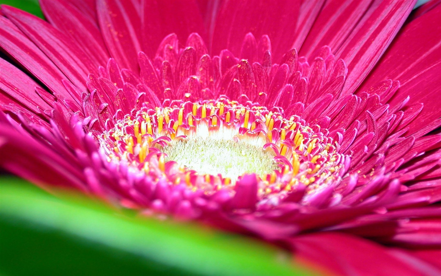 Širokoúhlý tapety květiny close-up (15) #1 - 1440x900