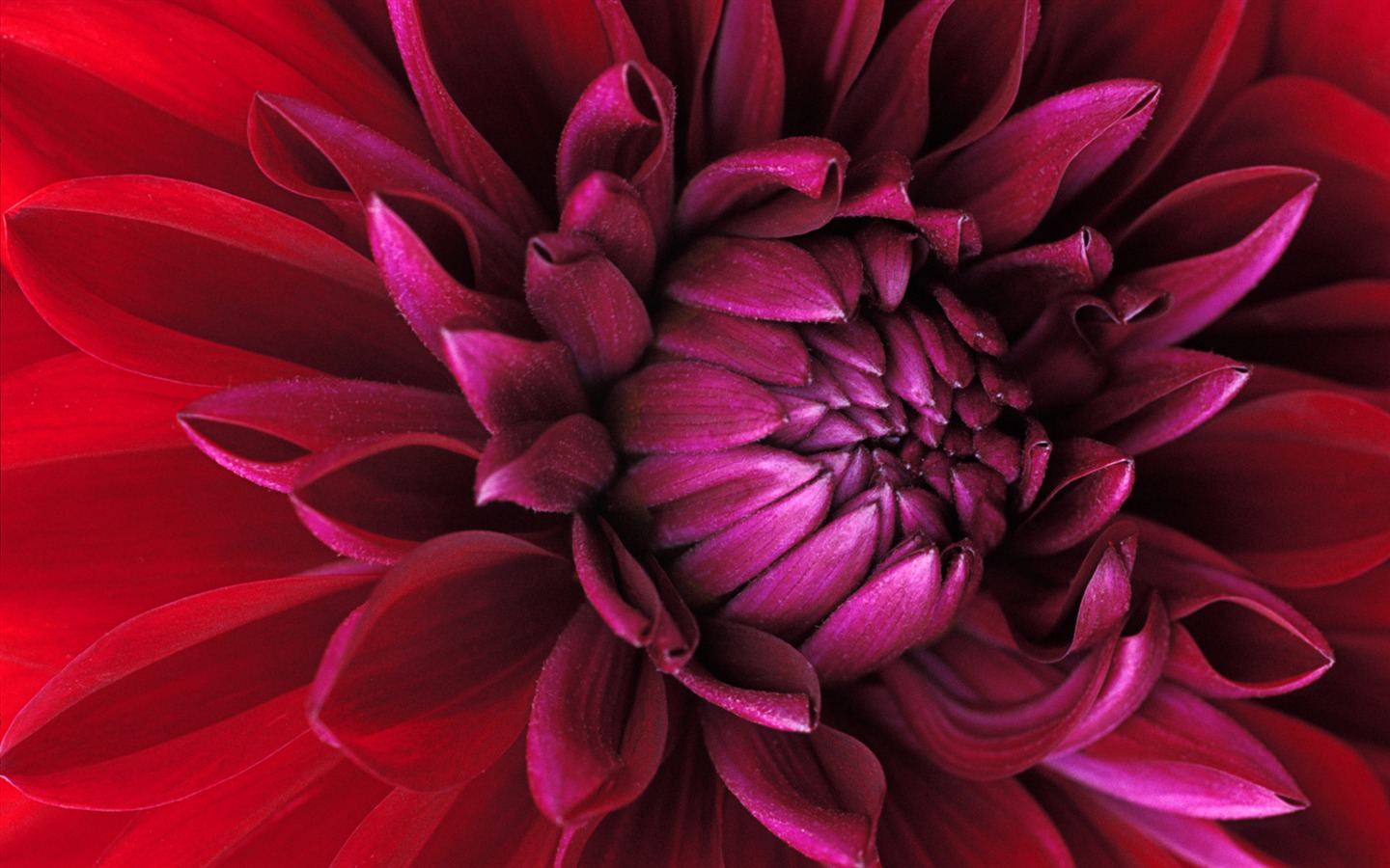 Širokoúhlý tapety květiny close-up (15) #7 - 1440x900