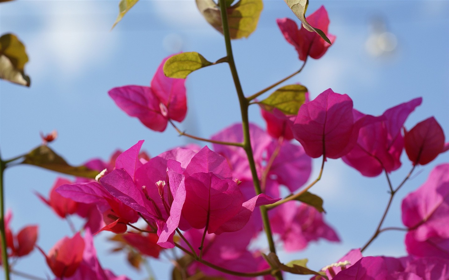 fleurs fond d'écran Widescreen close-up (16) #7 - 1440x900