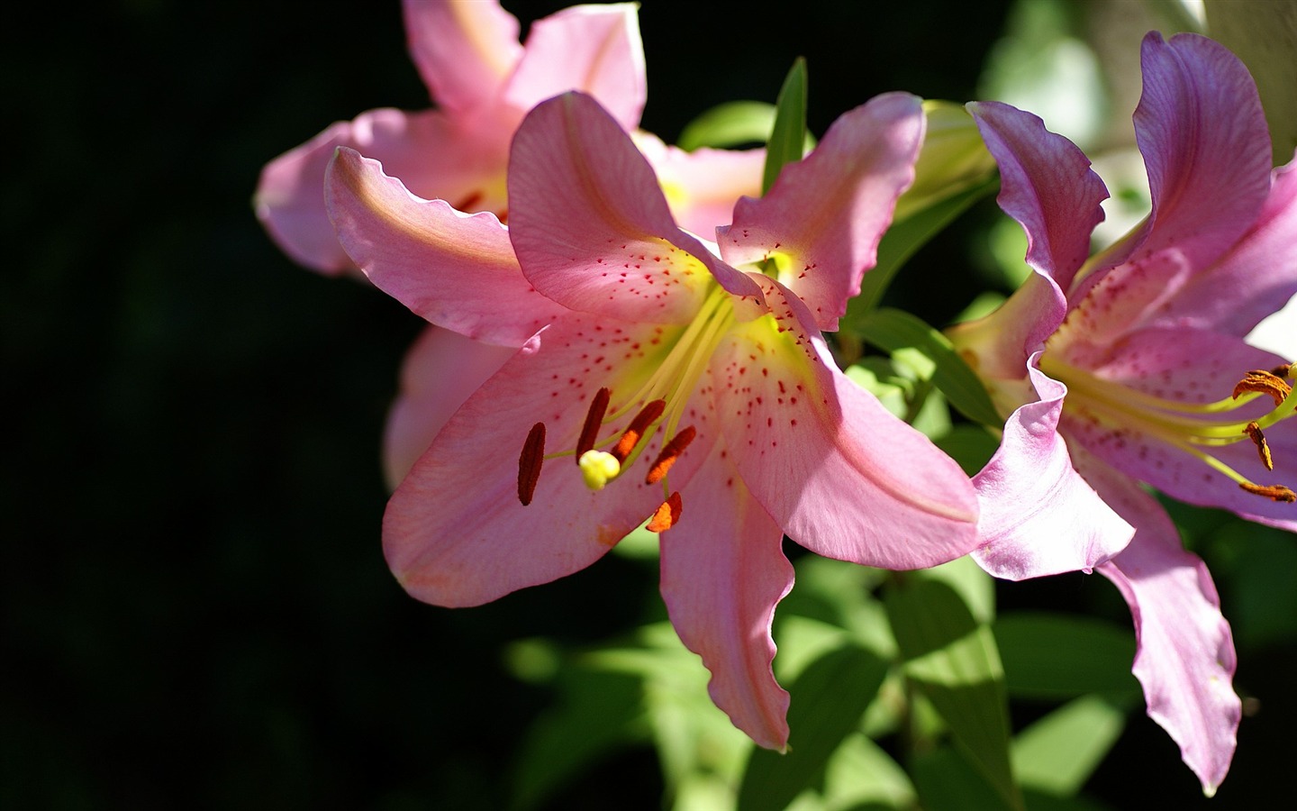 Widescreen wallpaper flowers close-up (16) #11 - 1440x900