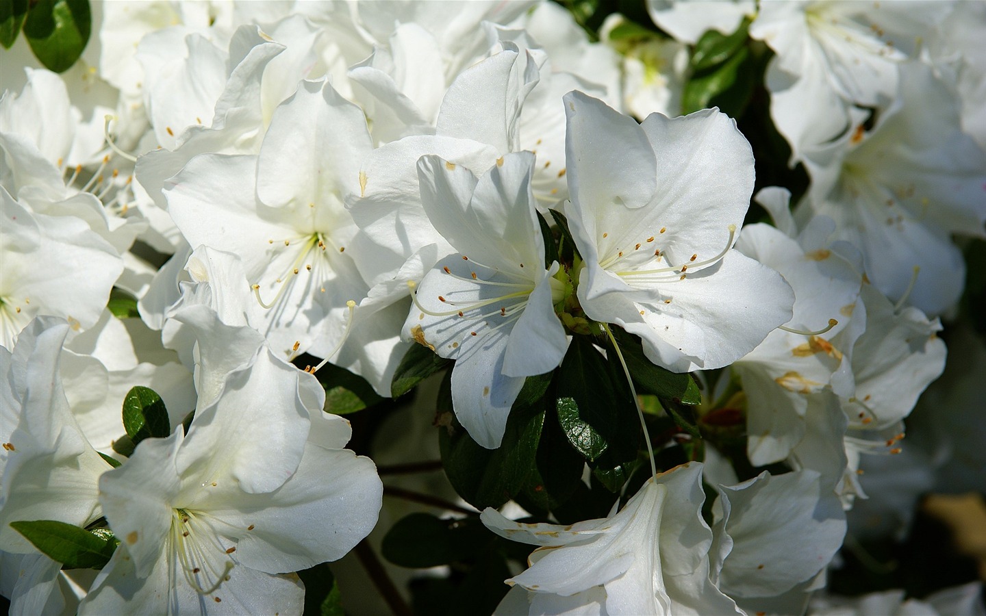 fleurs fond d'écran Widescreen close-up (16) #14 - 1440x900