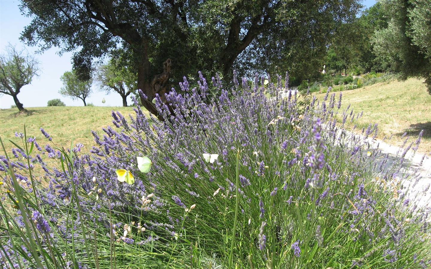 Widescreen-Wallpaper Blumen close-up (17) #5 - 1440x900