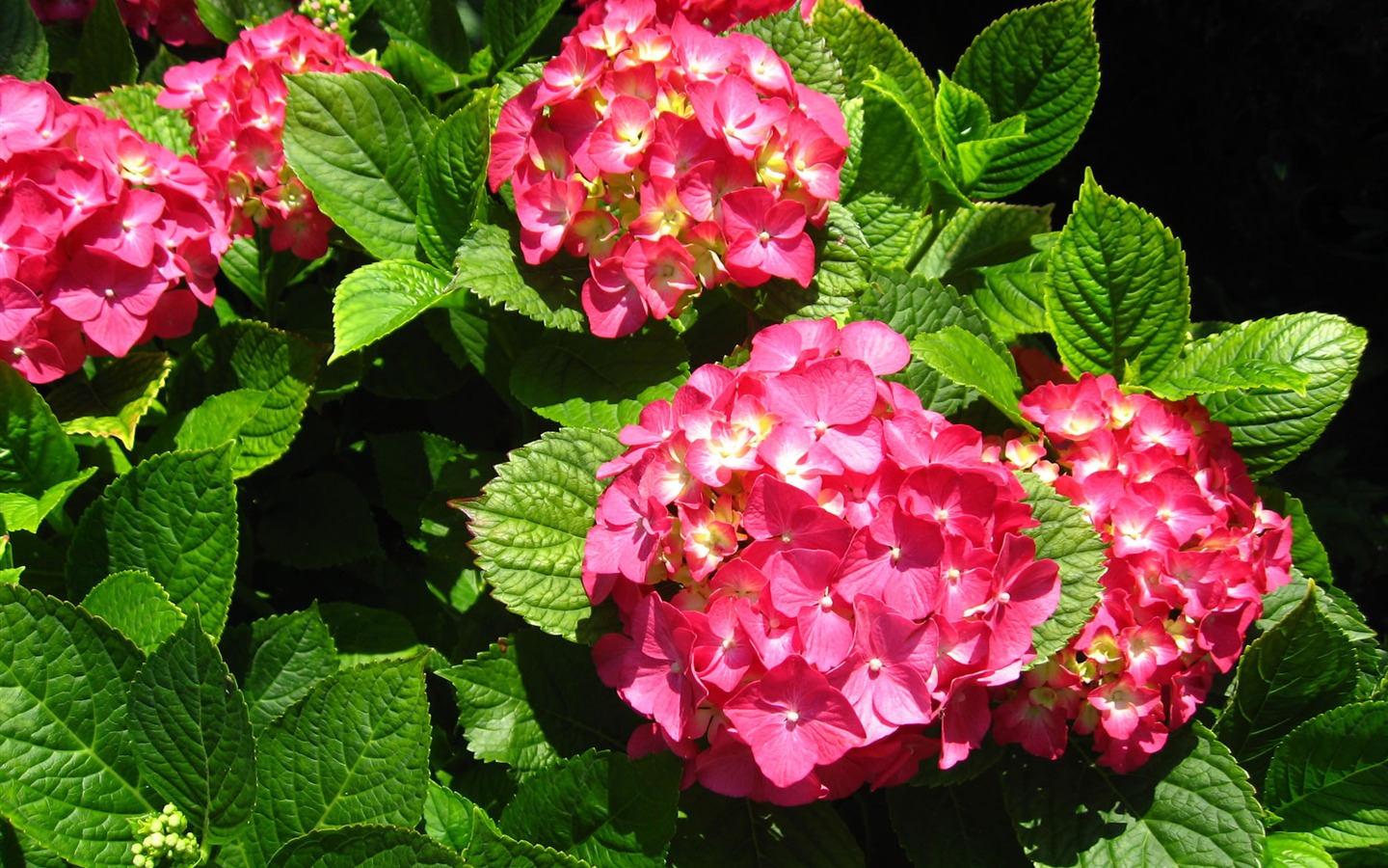 fleurs fond d'écran Widescreen close-up (17) #18 - 1440x900