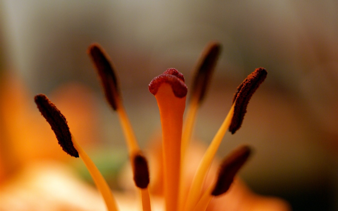 Širokoúhlý tapety květiny close-up (18) #2 - 1440x900