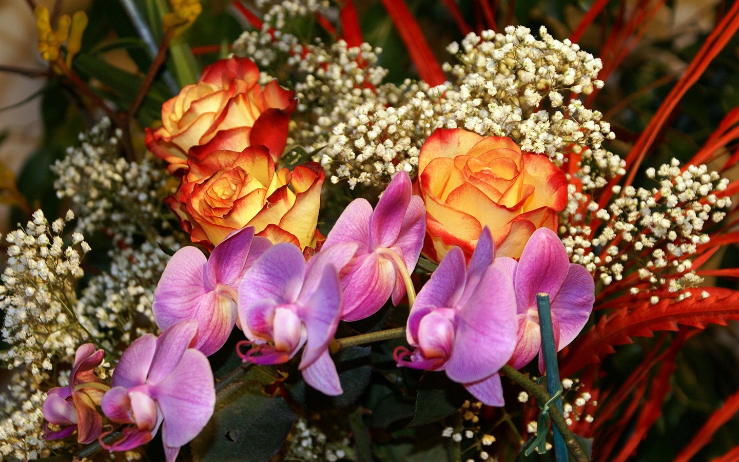 Širokoúhlý tapety květiny close-up (18) #15 - 1440x900
