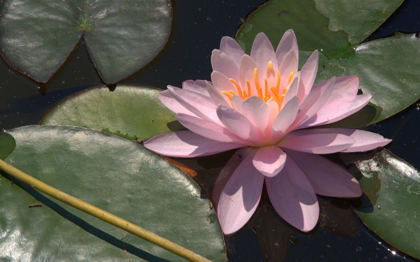 Water Lily wallpaper HD #2 - 1440x900