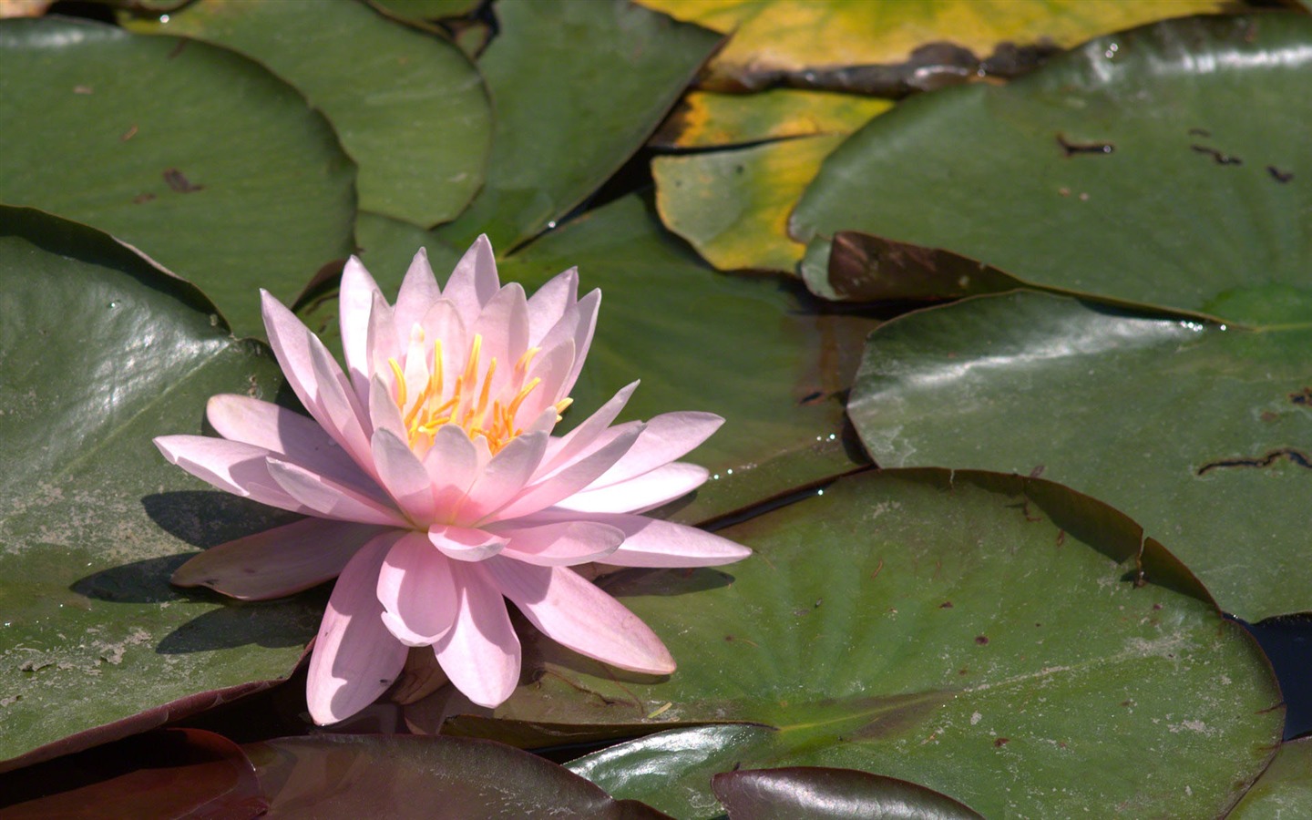 Water Lily HD papel tapiz #4 - 1440x900