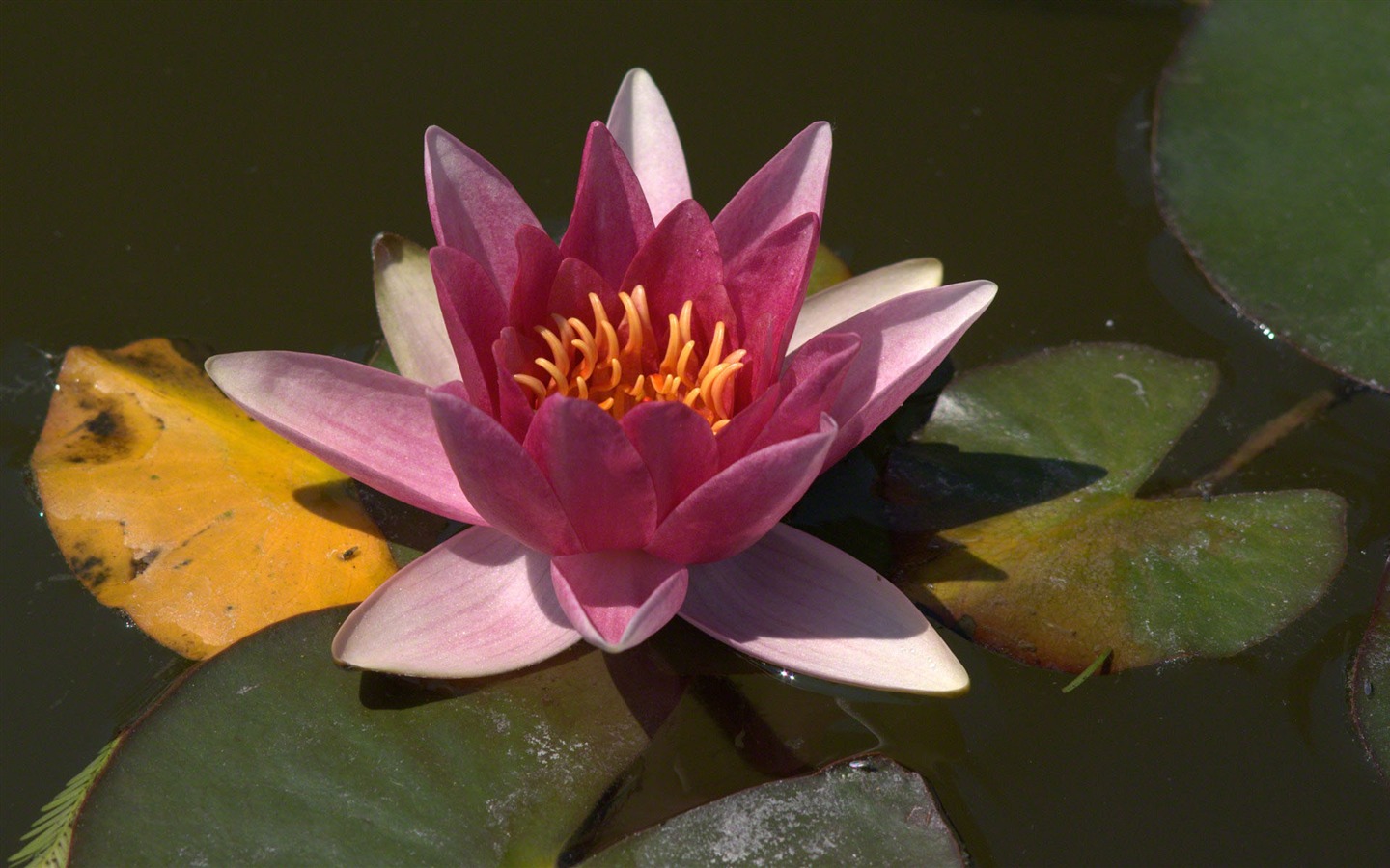 Water Lily HD papel tapiz #9 - 1440x900