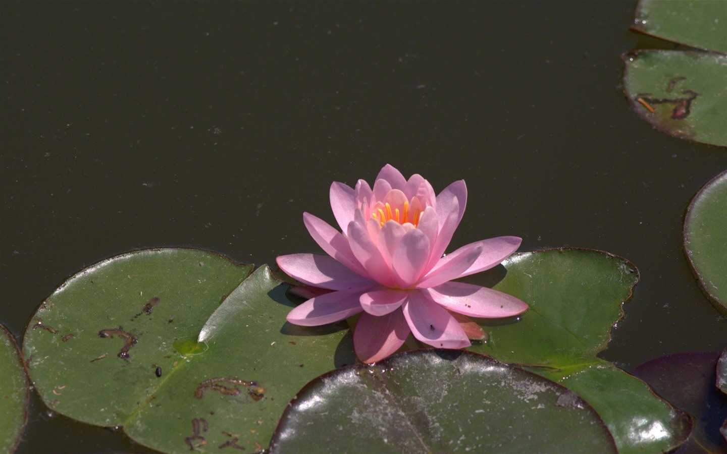 Water Lily wallpaper HD #23 - 1440x900