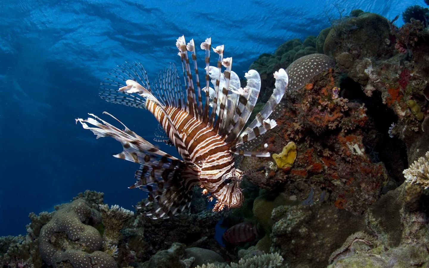 Dans le cadre du fond d'écran Sea 3D HD #14 - 1440x900