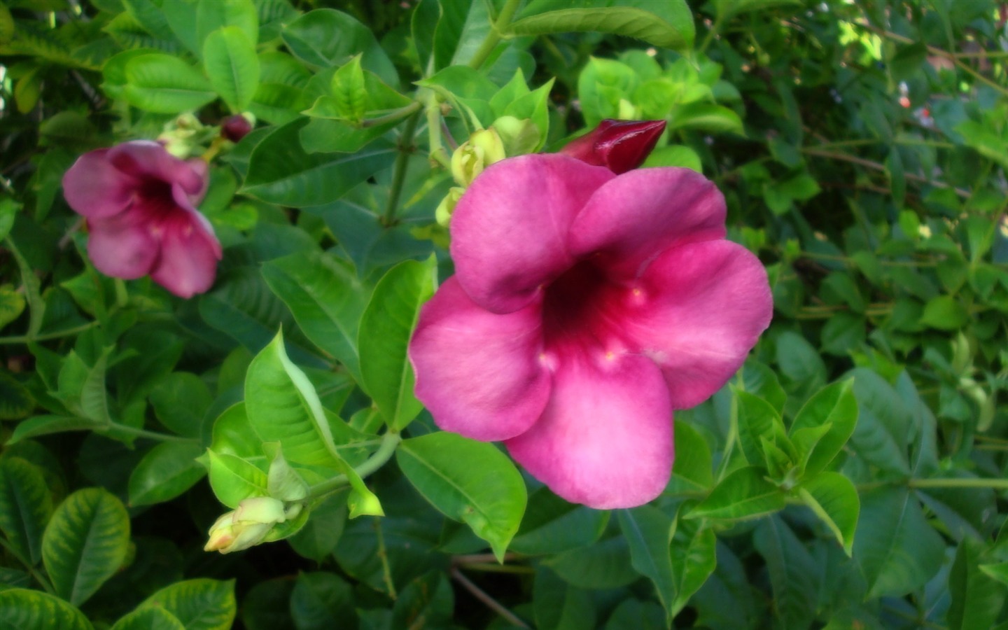 fleurs fond d'écran Widescreen close-up (19) #15 - 1440x900