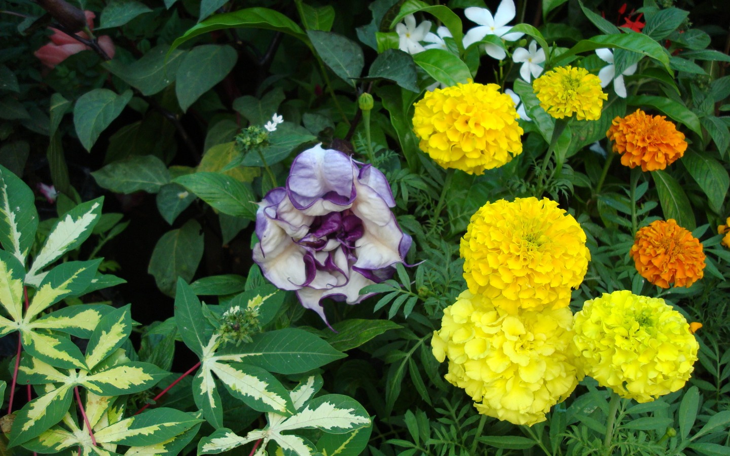 fleurs fond d'écran Widescreen close-up (19) #16 - 1440x900