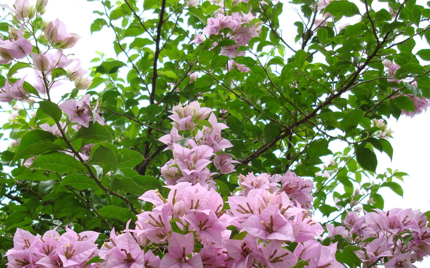 fleurs fond d'écran Widescreen close-up (19) #17 - 1440x900