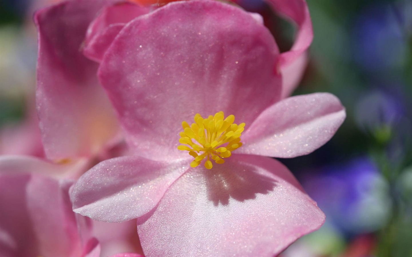 Širokoúhlý tapety květiny close-up (21) #18 - 1440x900