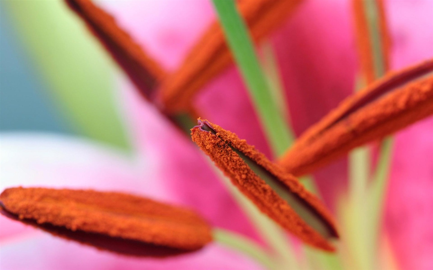 fleurs fond d'écran Widescreen close-up (22) #1 - 1440x900