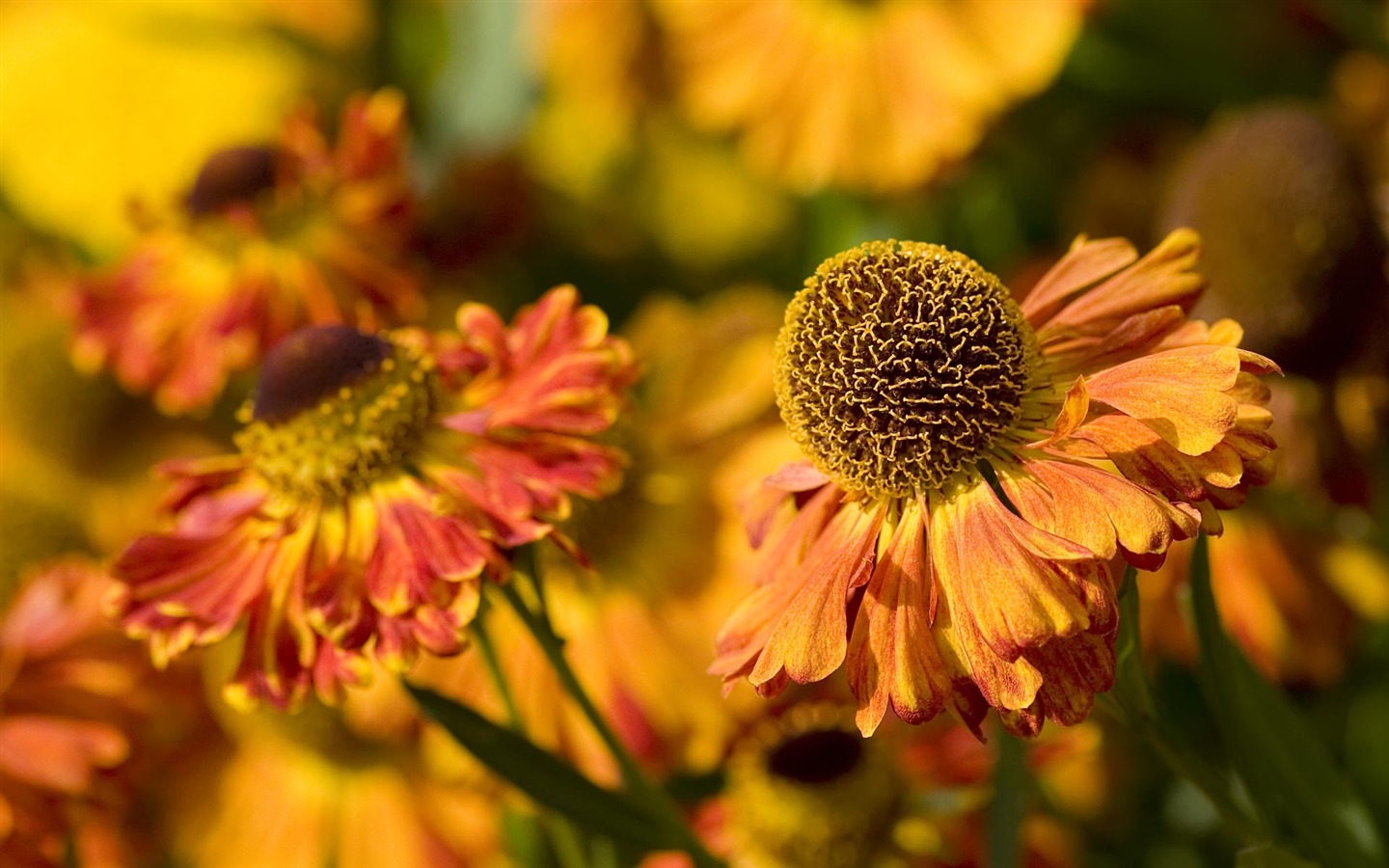 fleurs fond d'écran Widescreen close-up (22) #4 - 1440x900