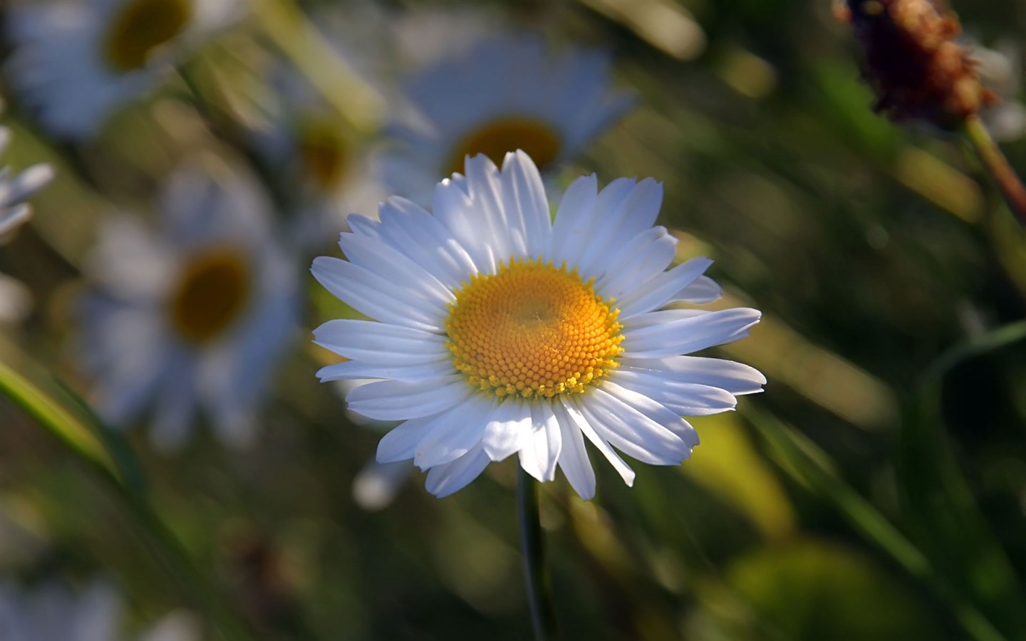 fleurs fond d'écran Widescreen close-up (22) #9 - 1440x900