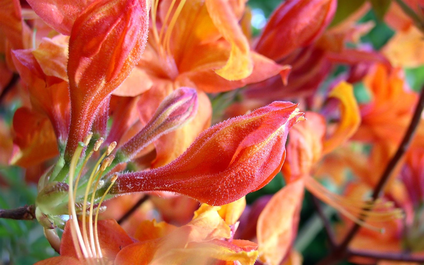 fleurs fond d'écran Widescreen close-up (22) #11 - 1440x900