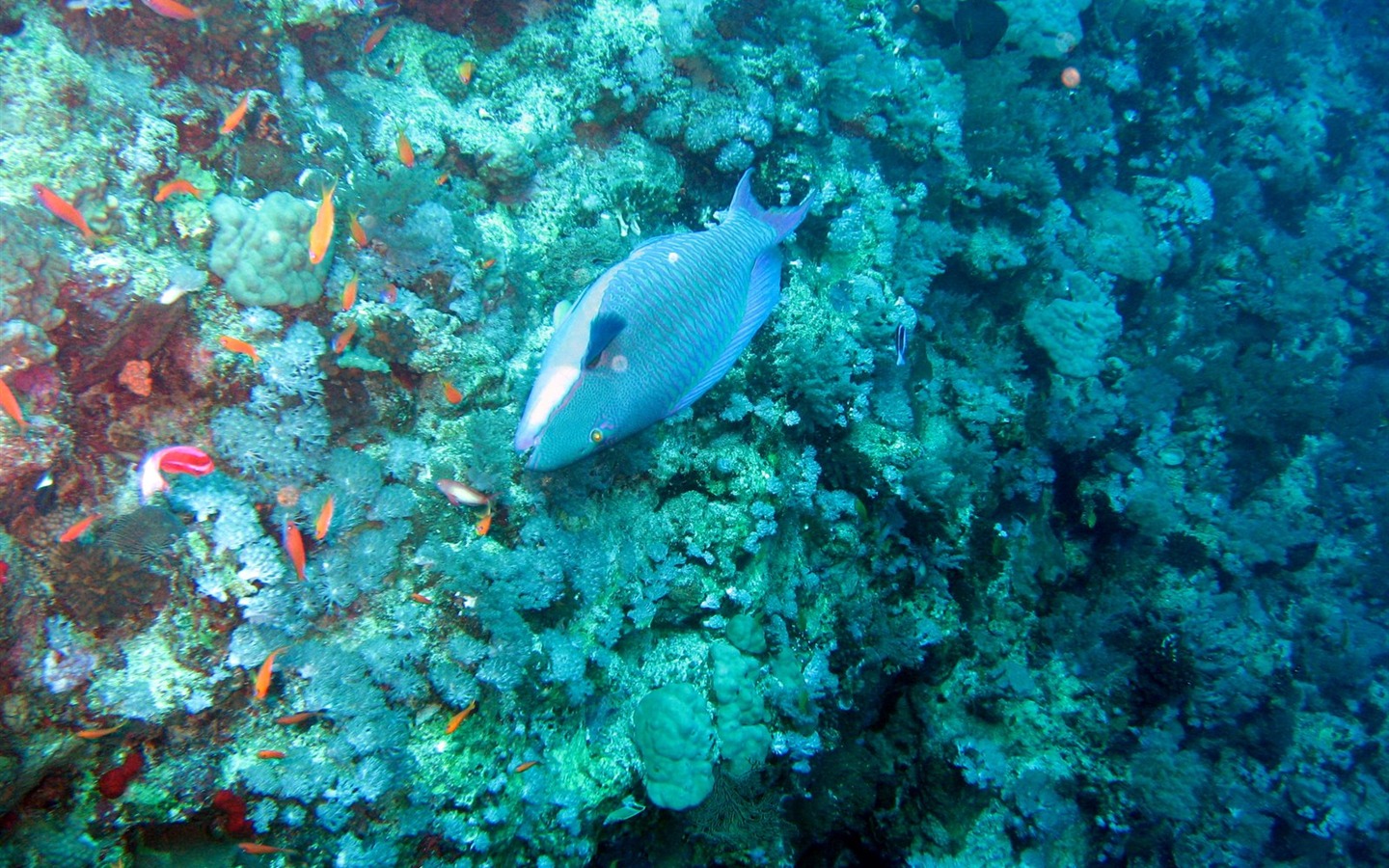 Zábava Underwater World (4) #5 - 1440x900