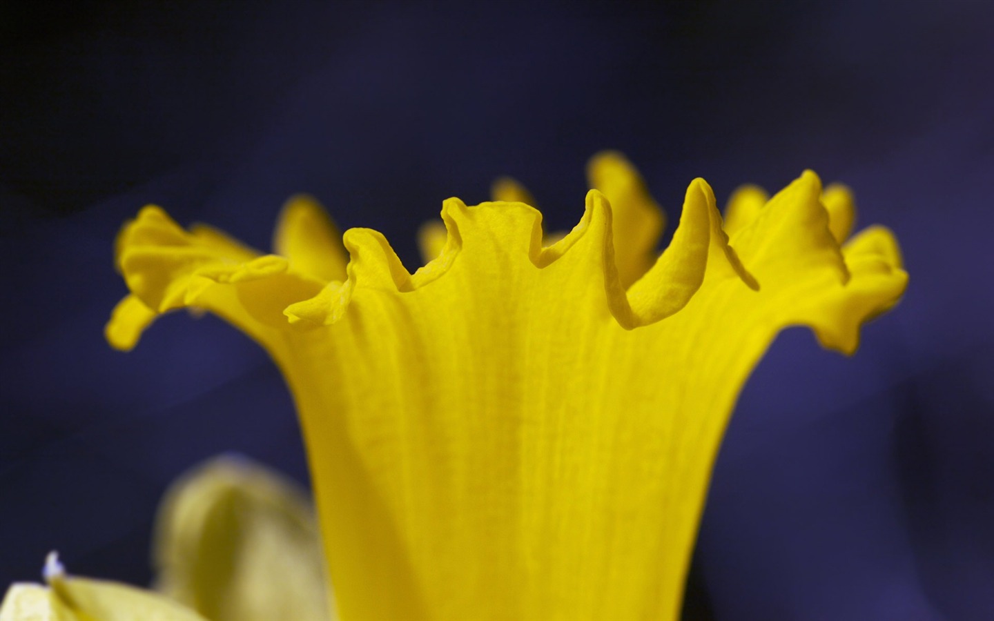fleurs fond d'écran Widescreen close-up (23) #12 - 1440x900