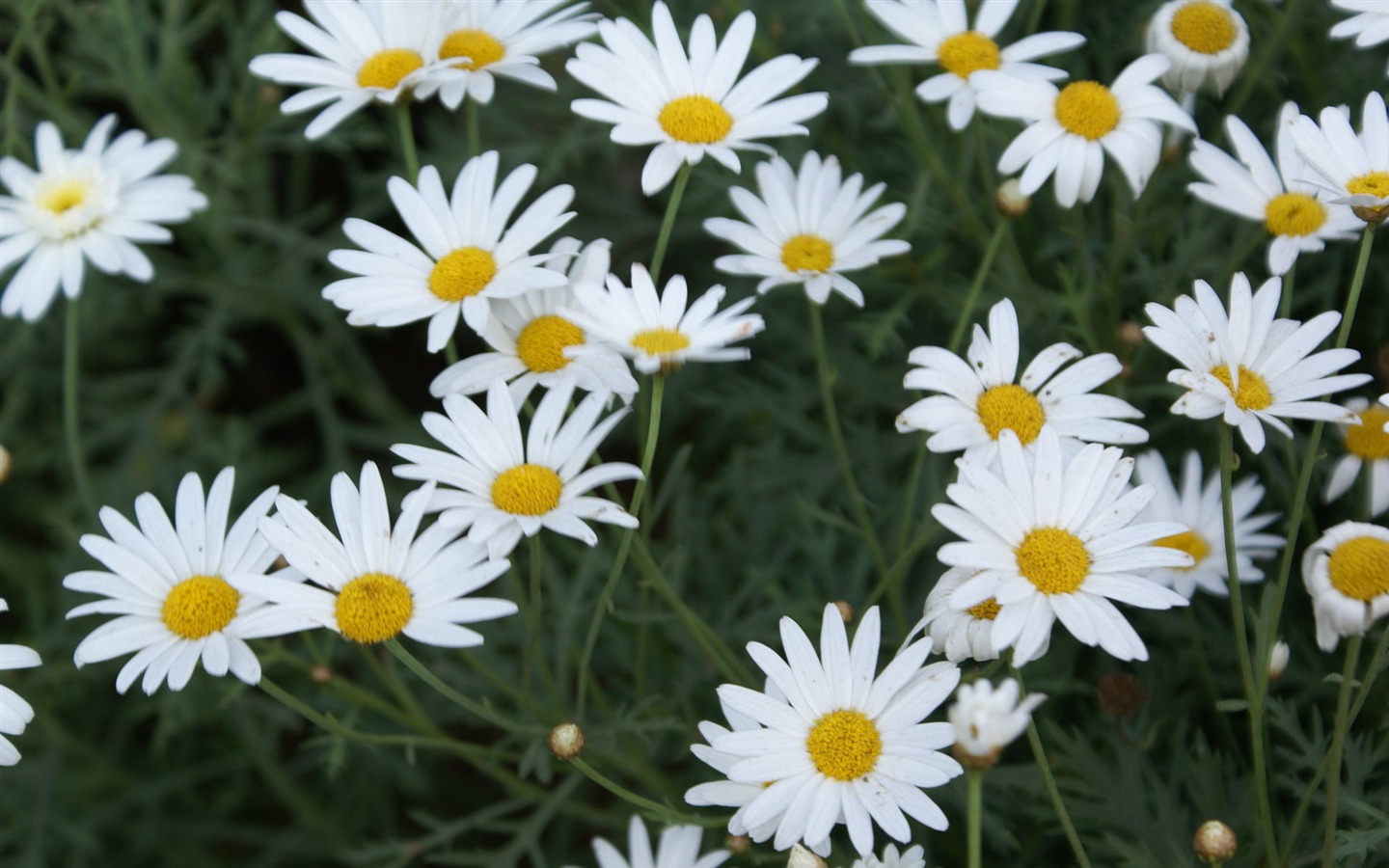 fleurs fond d'écran Widescreen close-up (24) #18 - 1440x900