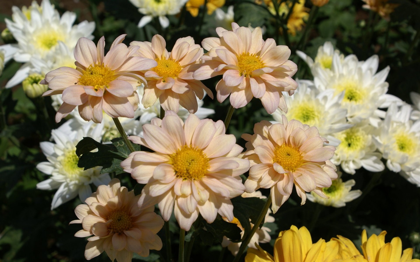 Širokoúhlý tapety květiny close-up (25) #6 - 1440x900