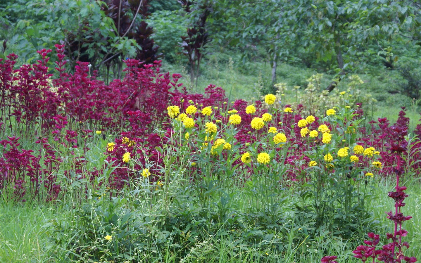 fleurs fond d'écran Widescreen close-up (29) #3 - 1440x900