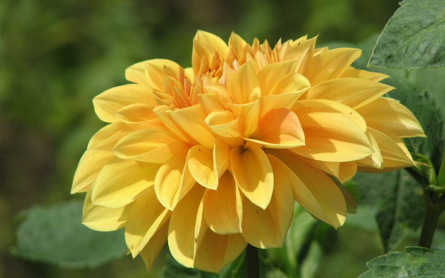 Dahlia květiny HD tapetu (2) #4 - 1440x900