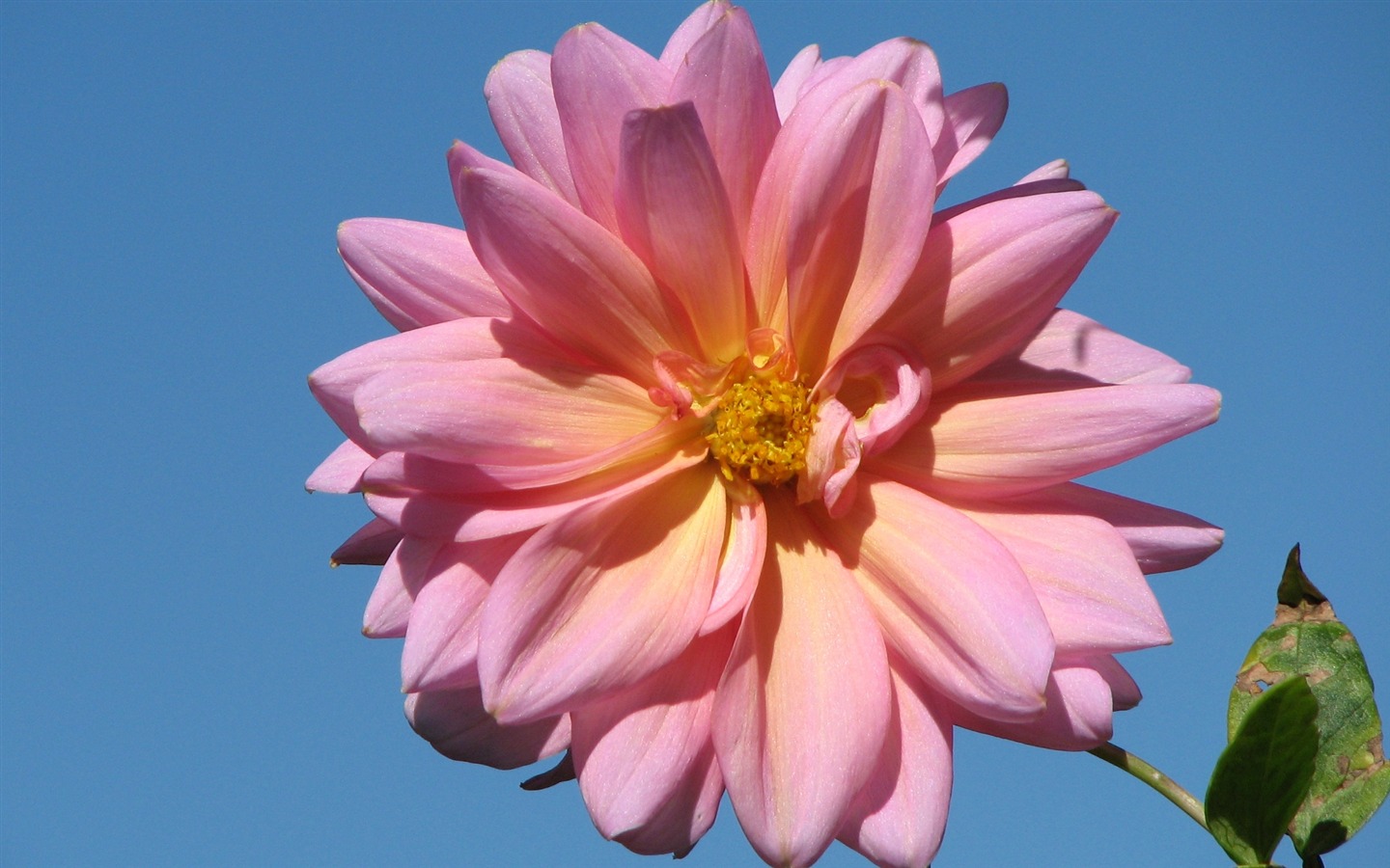 Dahlia Blumen HD Wallpaper (2) #9 - 1440x900