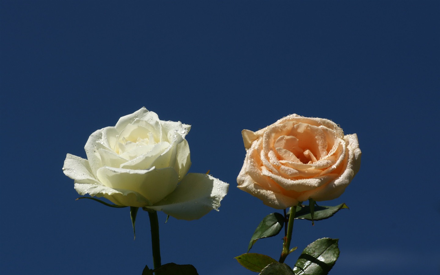 Rose Fondos de Fotografía (9) #5 - 1440x900