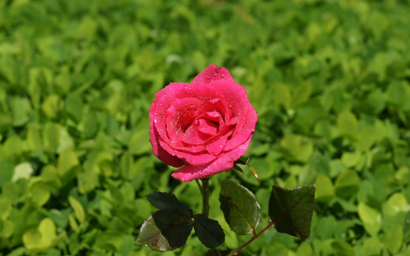 Rose Fondos de Fotografía (9) #17 - 1440x900