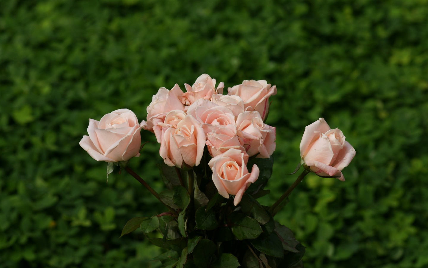 Rose Fondos de Fotografía (9) #20 - 1440x900