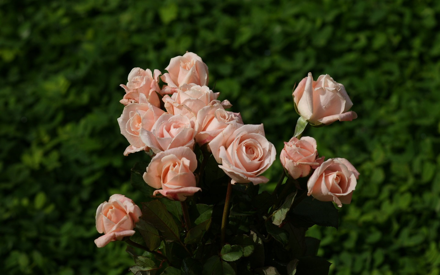 Rose Fondos de Fotografía (10) #3 - 1440x900