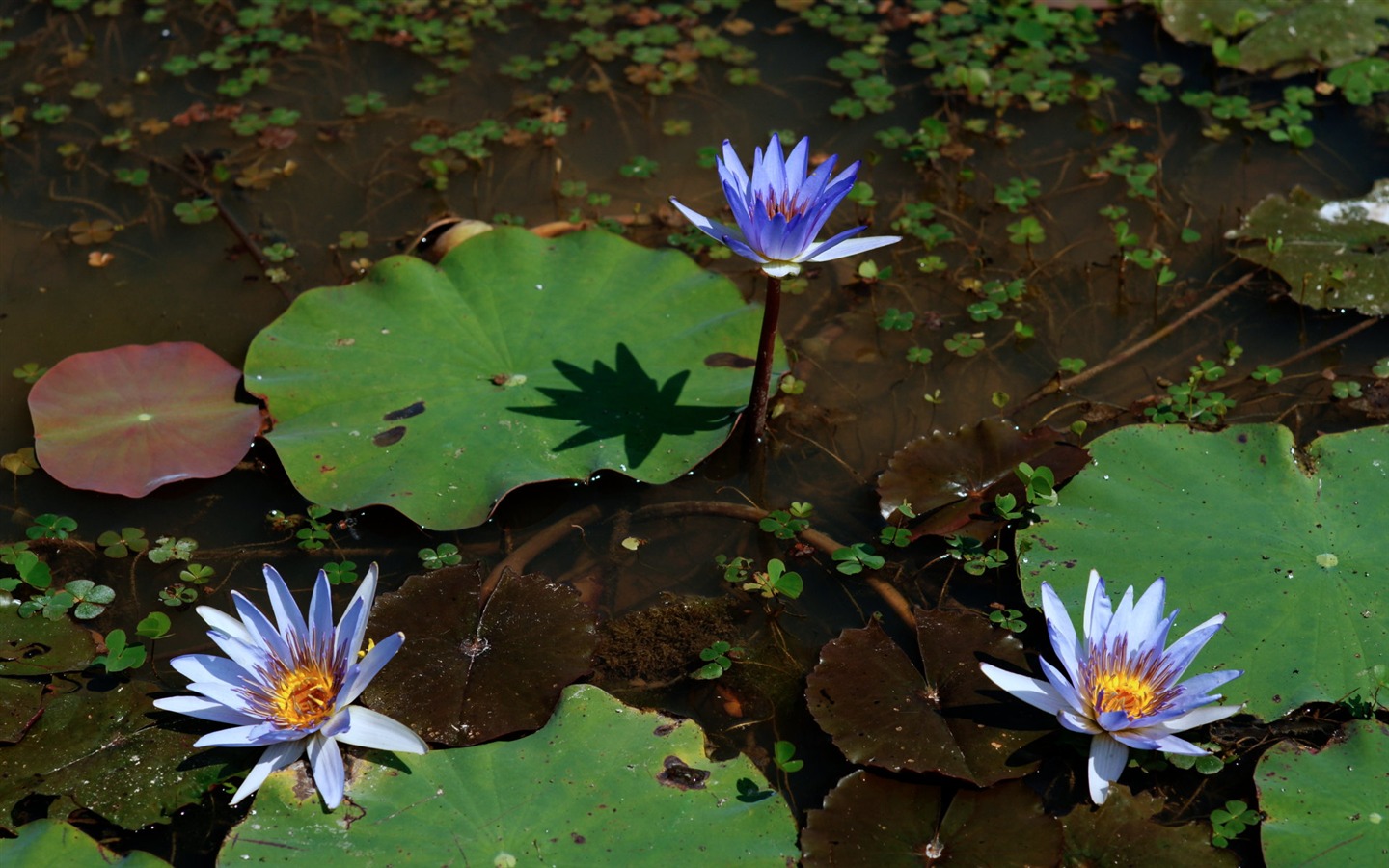 Lotus фото обои (1) #3 - 1440x900