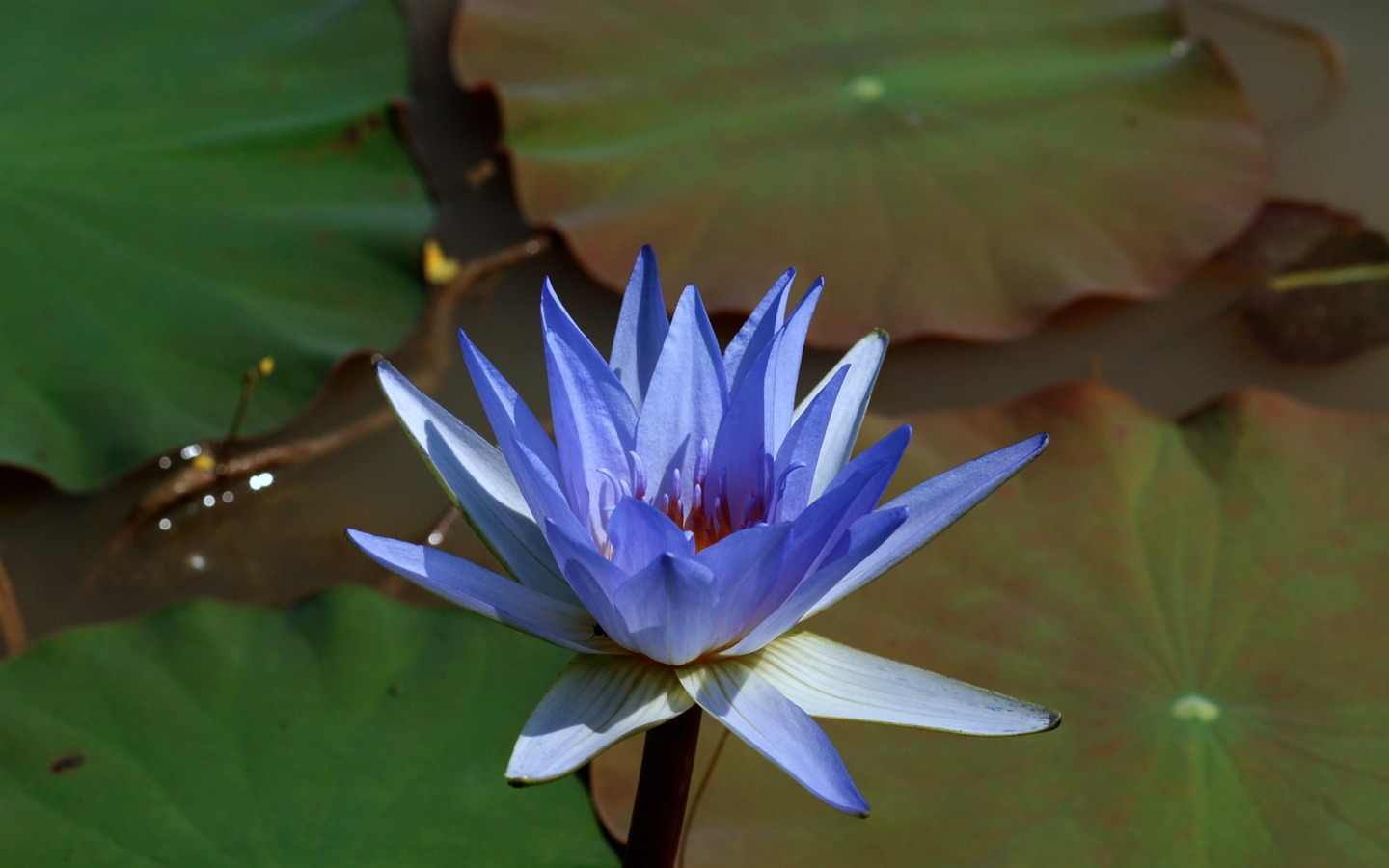 Lotus фото обои (1) #7 - 1440x900