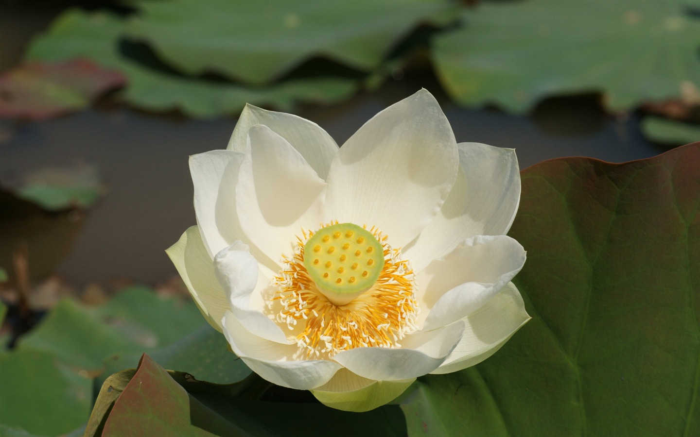 Lotus фото обои (1) #18 - 1440x900