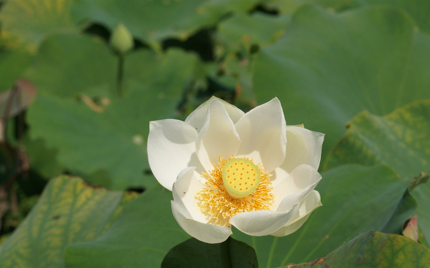 Lotus фото обои (1) #20 - 1440x900