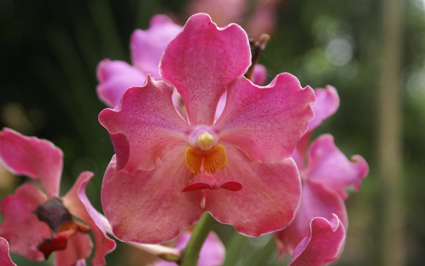 Орхидея обои фото (2) #1 - 1440x900
