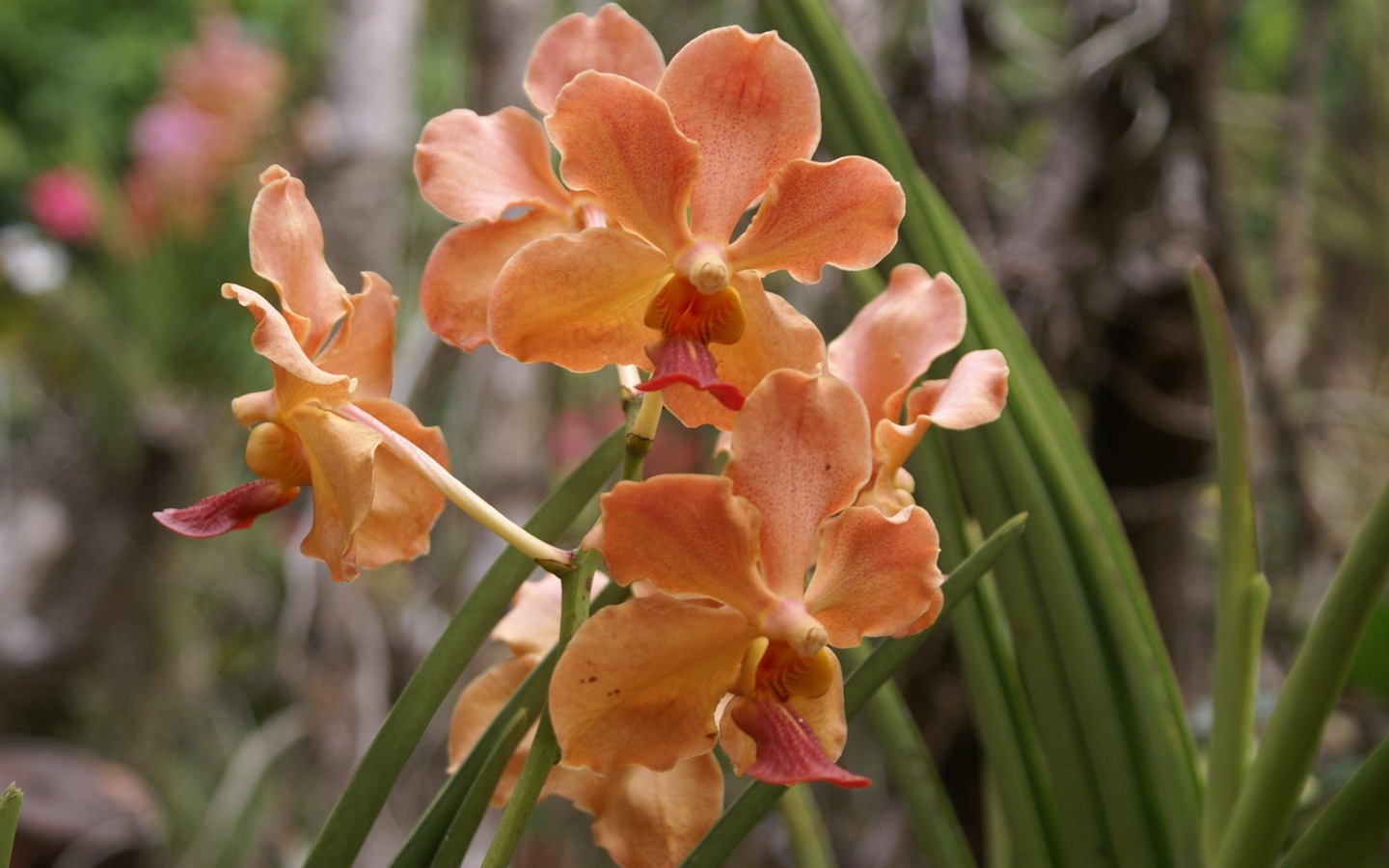 Орхидея обои фото (2) #3 - 1440x900