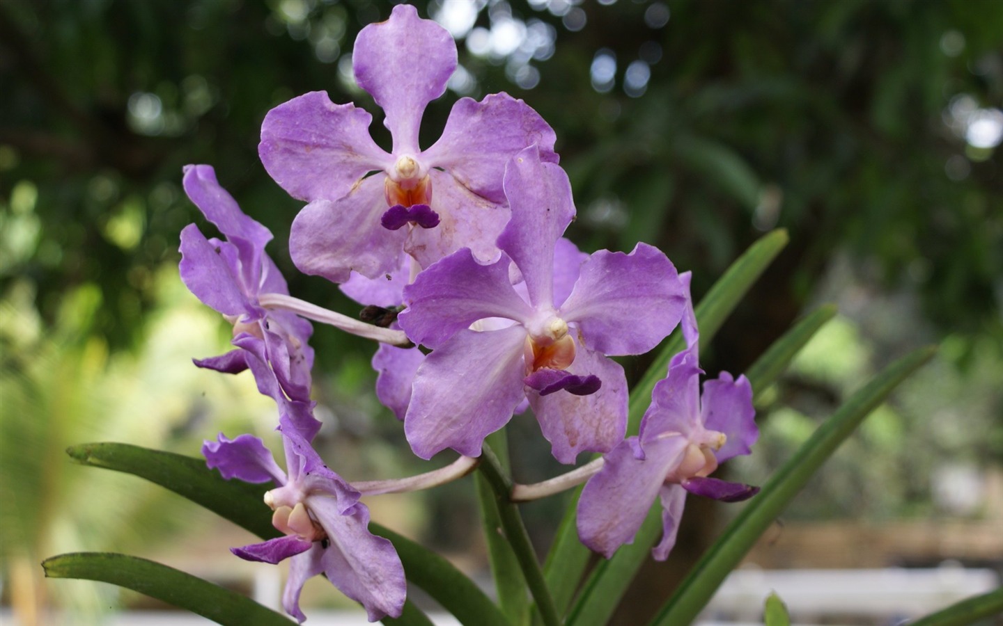Орхидея обои фото (2) #6 - 1440x900