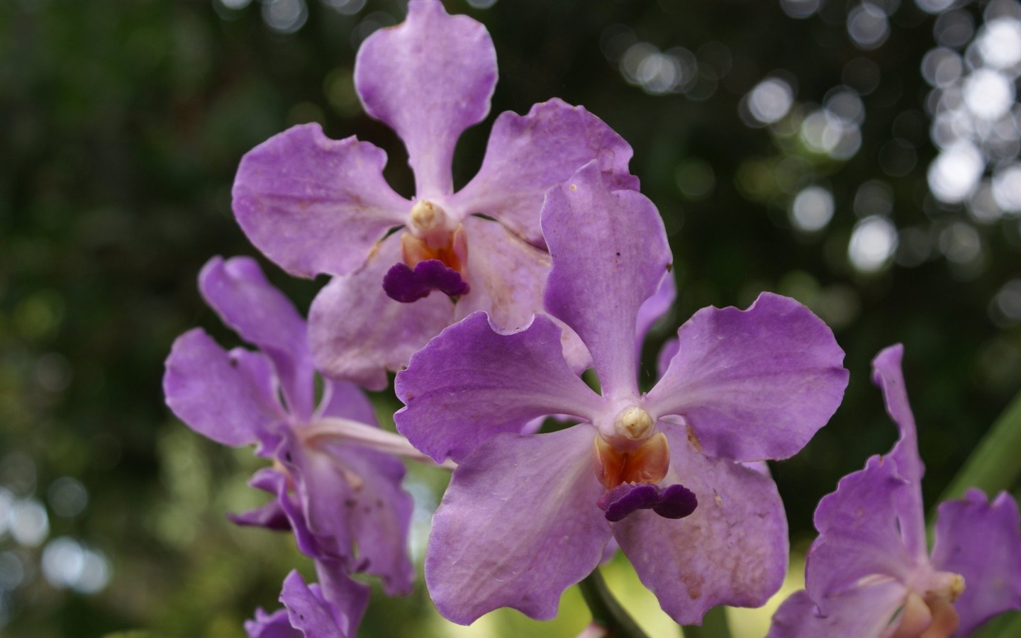 Орхидея обои фото (2) #7 - 1440x900