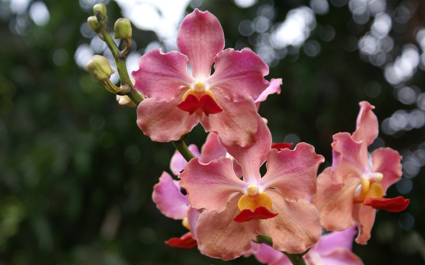 Орхидея обои фото (2) #9 - 1440x900