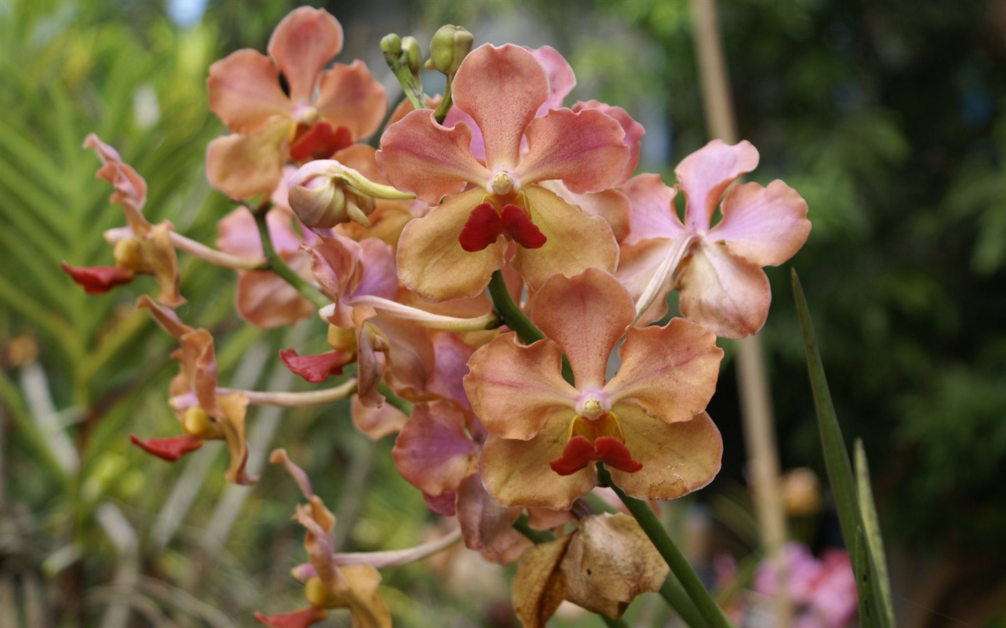 Орхидея обои фото (2) #11 - 1440x900