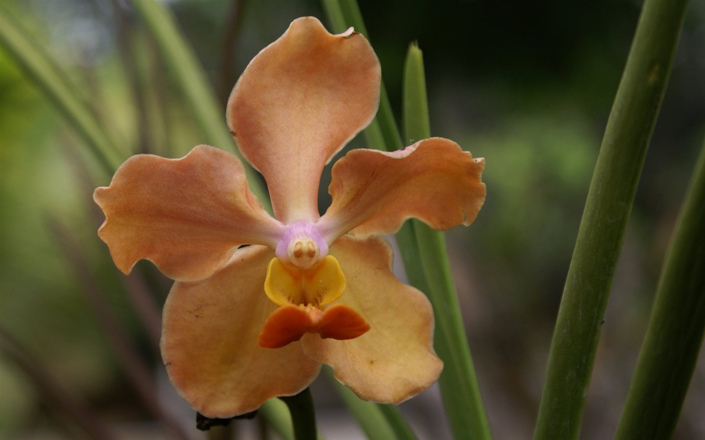 Орхидея обои фото (2) #14 - 1440x900