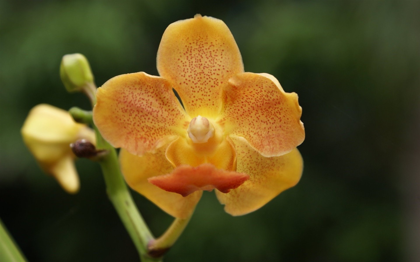 Орхидея обои фото (2) #15 - 1440x900