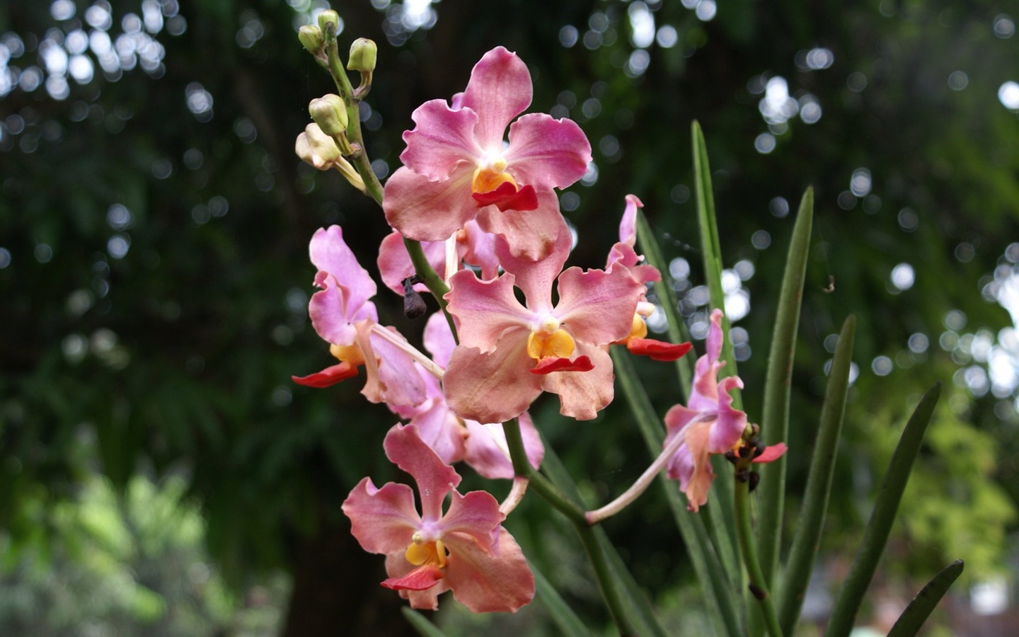 Орхидея обои фото (2) #18 - 1440x900