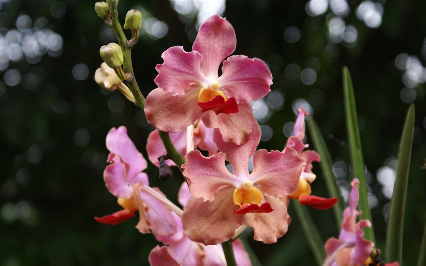 Орхидея обои фото (2) #19 - 1440x900